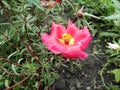 Purslane grew into a multi-colored carpet8