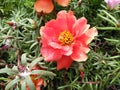 Purslane grew into a multi-colored carpet