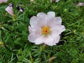 Purslane grew into a multi-colored carpet19