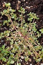 Purslane Lettuce Royalty Free Stock Photo