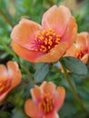 Purslane with Macro Lens at close range