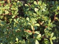 Purslane background isolate Royalty Free Stock Photo