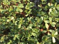 Purslane background isolate Royalty Free Stock Photo