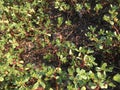 Purslane background isolate Royalty Free Stock Photo