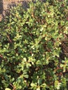 Purslane background isolate Royalty Free Stock Photo