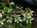 The purslane is a plant from the Portuluca tribe. The Latin name for purslane is Portulaca Oleracea L.