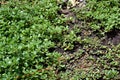 Purslane Royalty Free Stock Photo