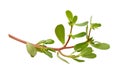 Purslane (Portulaca oleracea) branch Royalty Free Stock Photo