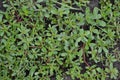 Purslane. Portulaca oleracea. Field. Growing. Agriculture. Weeds