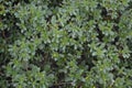 Purslane. Portulaca oleracea. Field. Growing. Agriculture. Weeds Royalty Free Stock Photo