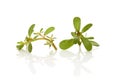 Purslane Portulaca oleracea leaves Royalty Free Stock Photo