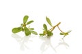 Purslane Portulaca oleracea leaves Royalty Free Stock Photo