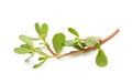 Purslane (Portulaca oleracea) Royalty Free Stock Photo
