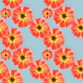 Purslane, portulaca. Seamless pattern texture of flowers. Floral