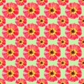 Purslane, portulaca. Seamless pattern texture of flowers. Floral