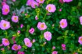 Purslane or Pussley or Rose moss or Sun plan