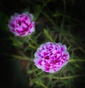 Purslane rose or rose moss in Latin is called Portulaca grandiflora Royalty Free Stock Photo