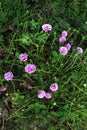 Purslane rose or rose moss in Latin is called portulaca grandiflora Royalty Free Stock Photo