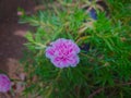 purslane roses bloom at nine in the morning