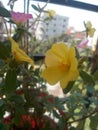 Purslanes flower