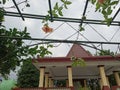 The Purwosari Fruit Garden in Mijen Semarang offers its own fruit and vegetable picking tour and has a garden and two greenhouses