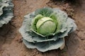Pusa cabbage Hybrid 1