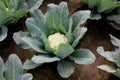 Pusa snowball K-1 Cauliflower Royalty Free Stock Photo