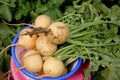 Pusa Swarnima Turnip Royalty Free Stock Photo