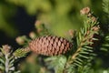 Pusch Norway spruce