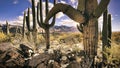 Pusch Ridge in the Catalina Mountain range is framed by iconic Saguaro Cacti