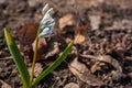 Striped Squill Puschkinia scilloides flowering profusly in the spring garden.