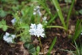 Puschkinia libanotica in the garden in April. Berlin, Germany