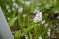 Puschkinia scilloides, commonly known as striped squill[3] or Lebanon squill