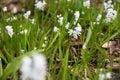 Puschkinia scilloides, commonly known as striped squill or Lebanon squill