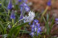 Puschkinia scilloides early spring bulbous flowers in bloom, small white and blue flowering plant, called striped lebanon squill