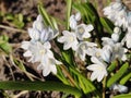 Puschkinia scilloides flowers