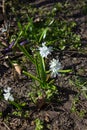 Puschkinia scilloides flowers