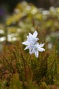 Puschkinia scilloides, spring flowers