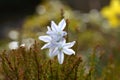 Puschkinia scilloides, spring flowers