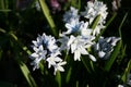 Puschkinia scilloides. Russian snowdrop.