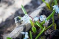 Puschkinia scilloides Striped Squill