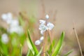 Puschkinia scilloides Striped Squill in the garden