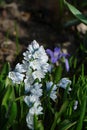 Puschkinia scilloides var. libanotica striped squill or Lebanon squill - dwarf bulbous perennial