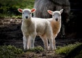 Push me pull you, pair of lambs in spring Royalty Free Stock Photo