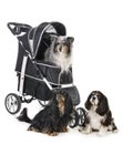 Pushchair for dog Royalty Free Stock Photo