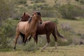 Pushing fight between wild horse stallions in the springtime desert in the Salt River wild horse management area near Mesa Arizona Royalty Free Stock Photo