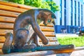 Pushinka cat with tablet sculpture, on June 18 in Odessa, Ukraine