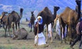 Pushkar Camel Fair in India