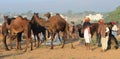 Pushkar Camel Fair in India