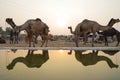 Pushkar camel festival